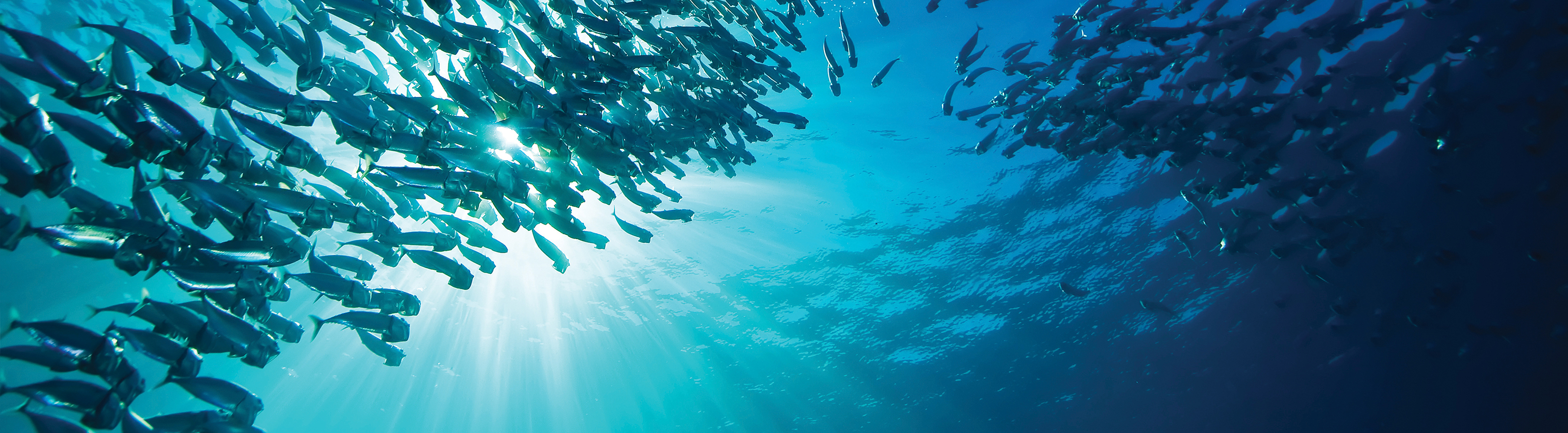 life-below-water-kongsberg-maritime