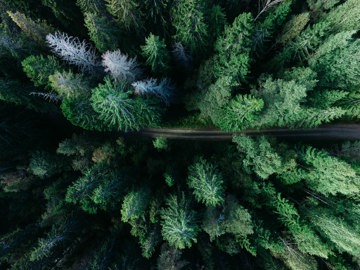 Green forest birds eye