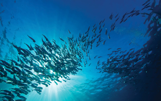 School of fish in ray of sunlight