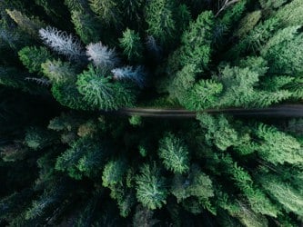 Green forest birds eye